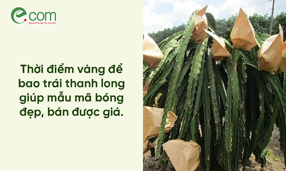 Bao Trái Thanh Long