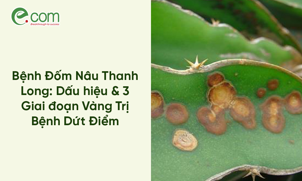 Bệnh Đốm Nâu Thanh Long