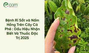 Bệnh Gỉ Sắt Cà Phê