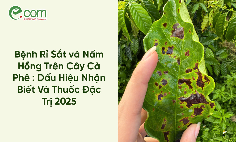 Bệnh Gỉ Sắt Cà Phê
