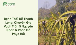 Bệnh Thối Rễ Thanh Long