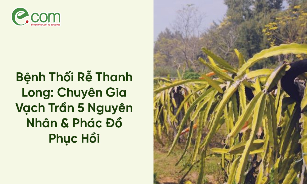 Bệnh Thối Rễ Thanh Long