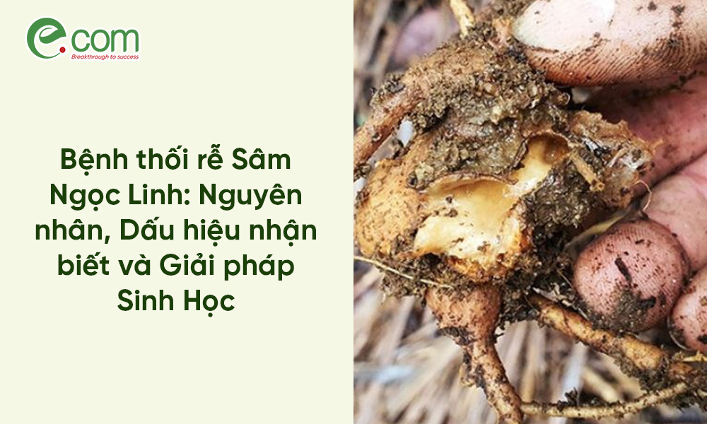 Bệnh thối rễ Sâm Ngọc Linh