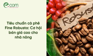 Cà phê Fine Robusta