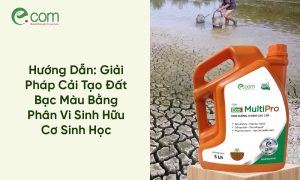 Cải Tạo Đất Bạc Màu