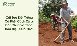 Cải tạo đất trồng cà phê: