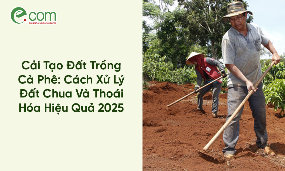Cải tạo đất trồng cà phê: