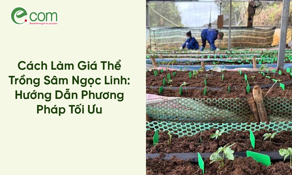 Chăm Sóc Sâm Ngọc Linh