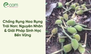 Chống Rụng Hoa Rụng Trái Non