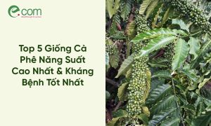 Giống Cà Phê
