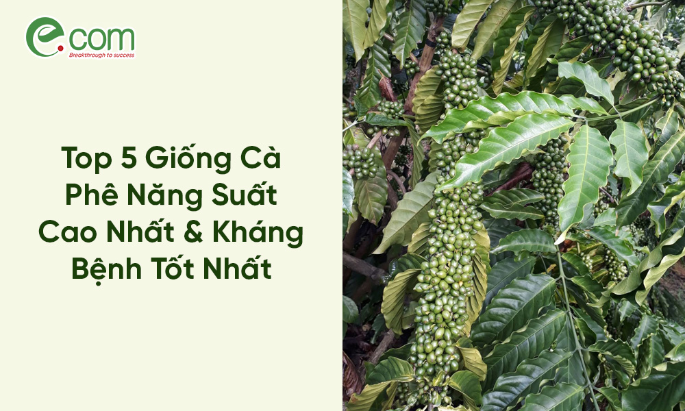 Giống Cà Phê