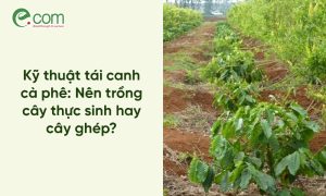 Kỹ thuật tái canh cà phê