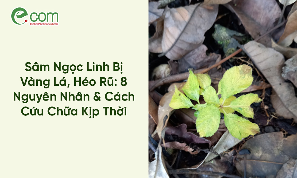Sâm Ngọc Linh Bị Vàng Lá