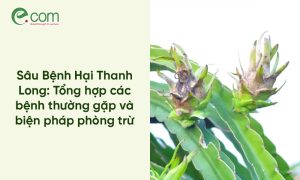 Sâu Bệnh Hại Thanh Long: