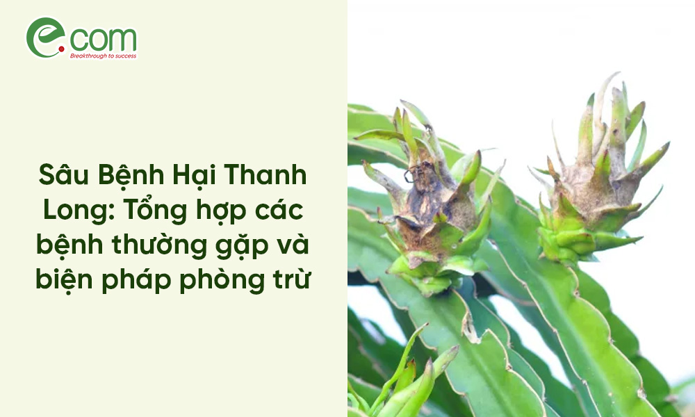 Sâu Bệnh Hại Thanh Long: