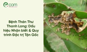 Thán Thư Thanh Long