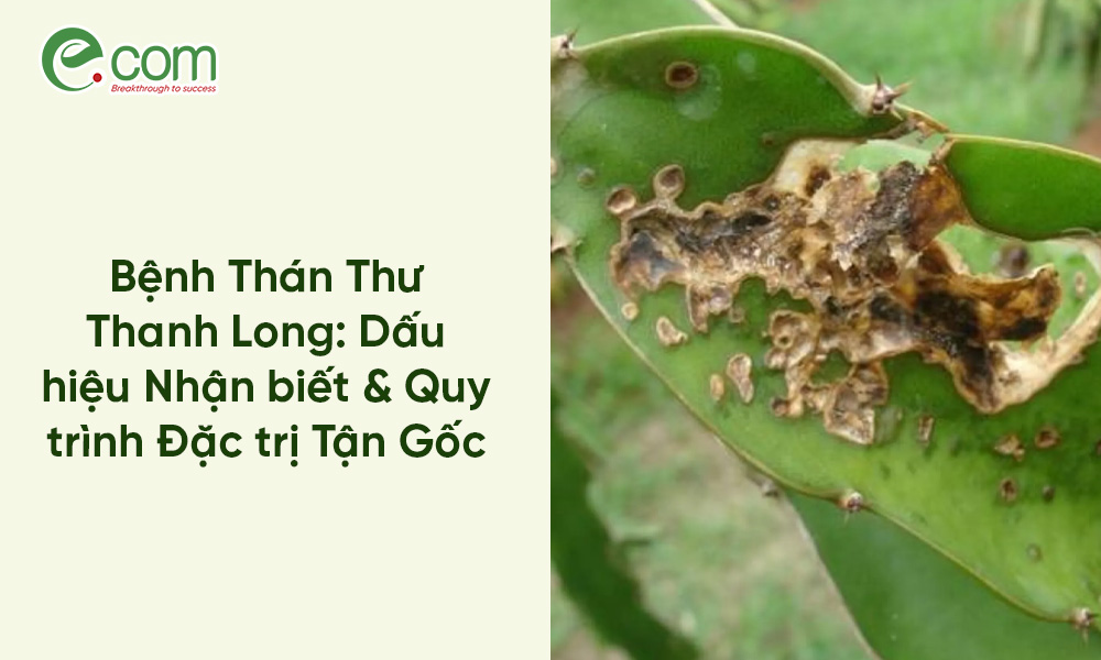 Thán Thư Thanh Long