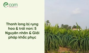 Thanh long bị rụng hoa