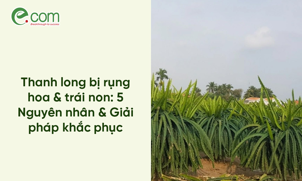 Thanh long bị rụng hoa