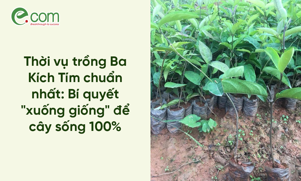 Thời vụ trồng Ba Kích Tím