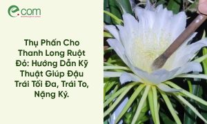 Thụ Phấn Cho Thanh Long