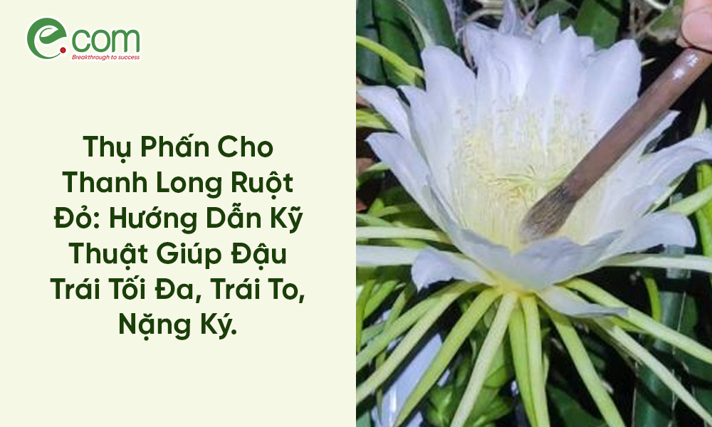 Thụ Phấn Cho Thanh Long