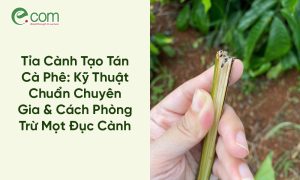 Tỉa Cành Tạo Tán Cà Phê