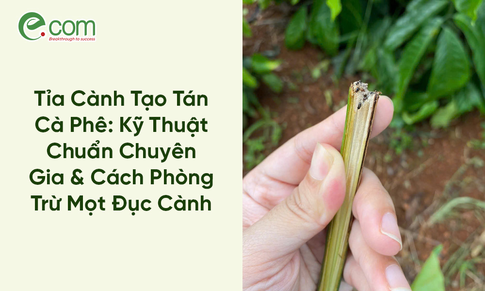Tỉa Cành Tạo Tán Cà Phê