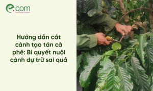 Tỉa Cành Tạo Tán Cà Phê