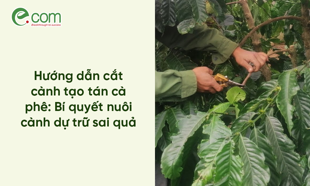 Tỉa Cành Tạo Tán Cà Phê