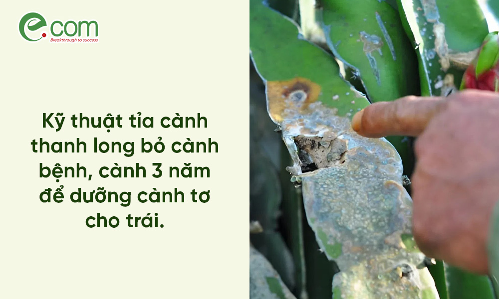 Tỉa cành thanh long cho trái