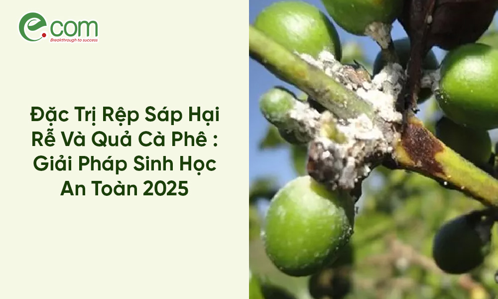 Trị Rệp Sáp Hại Cà Phê