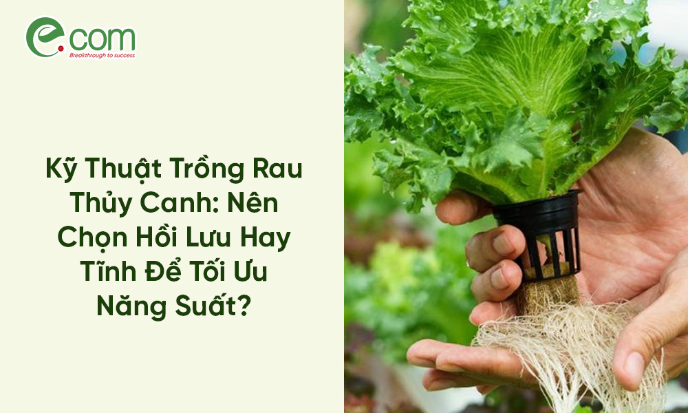 Trồng Rau Thủy Canh