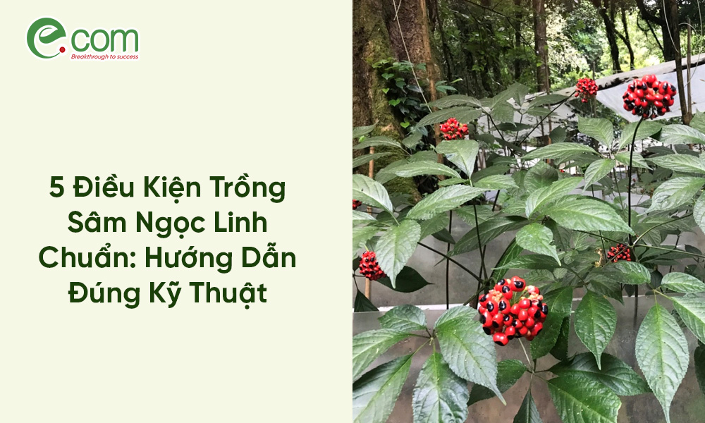 Trồng Sâm Ngọc Linh