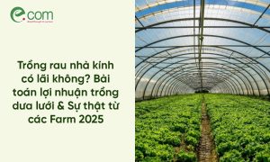 Trồng rau nhà kính