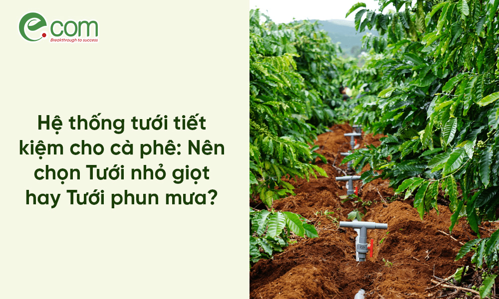 Tưới Nước Tiết Kiệm Cho Cà Phê