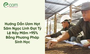 Ươm Hạt Sâm Ngọc Linh
