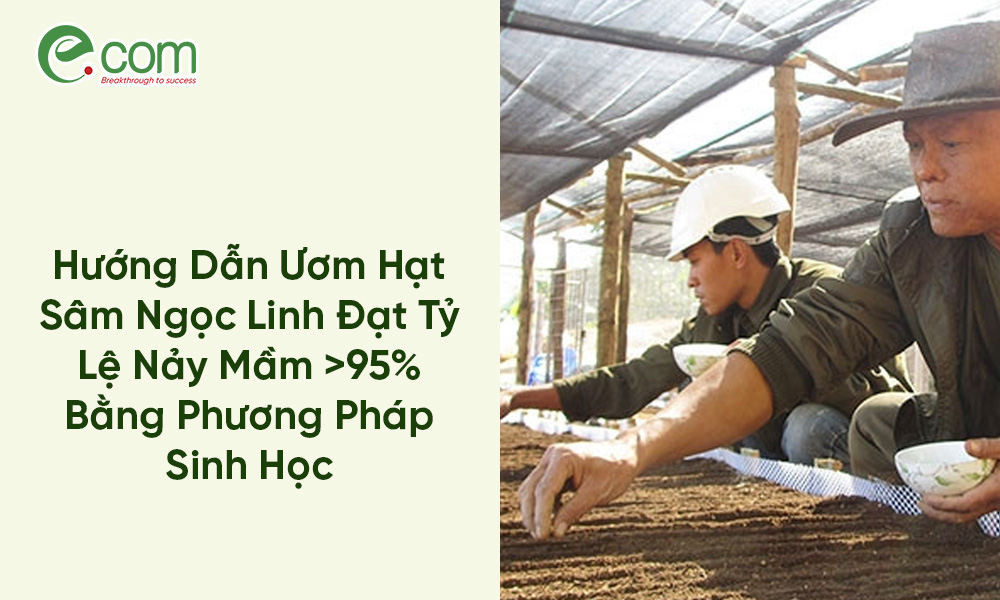 Ươm Hạt Sâm Ngọc Linh