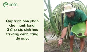 bón phân cho thanh long