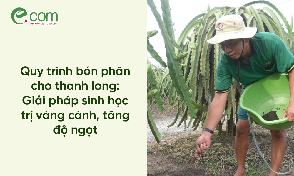 bón phân cho thanh long