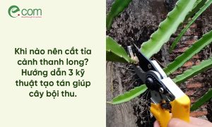cắt tỉa cành thanh long