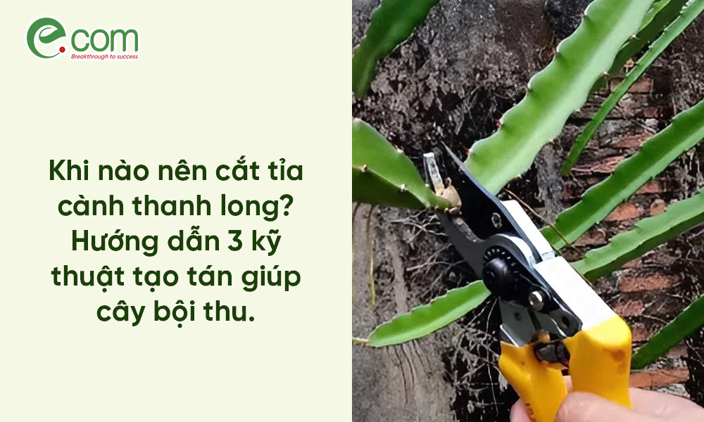 cắt tỉa cành thanh long