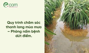 chăm sóc thanh long mùa mưa