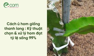 giâm cành thanh long