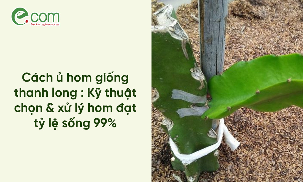 giâm cành thanh long