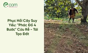 Phục Hồi Cây Suy Yếu