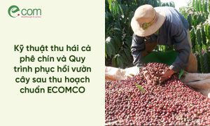 thu hoạch cà phê chín