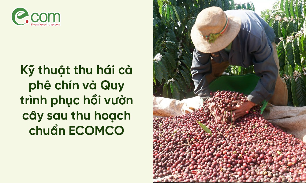 thu hoạch cà phê chín