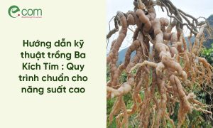 trồng Ba Kích Tím