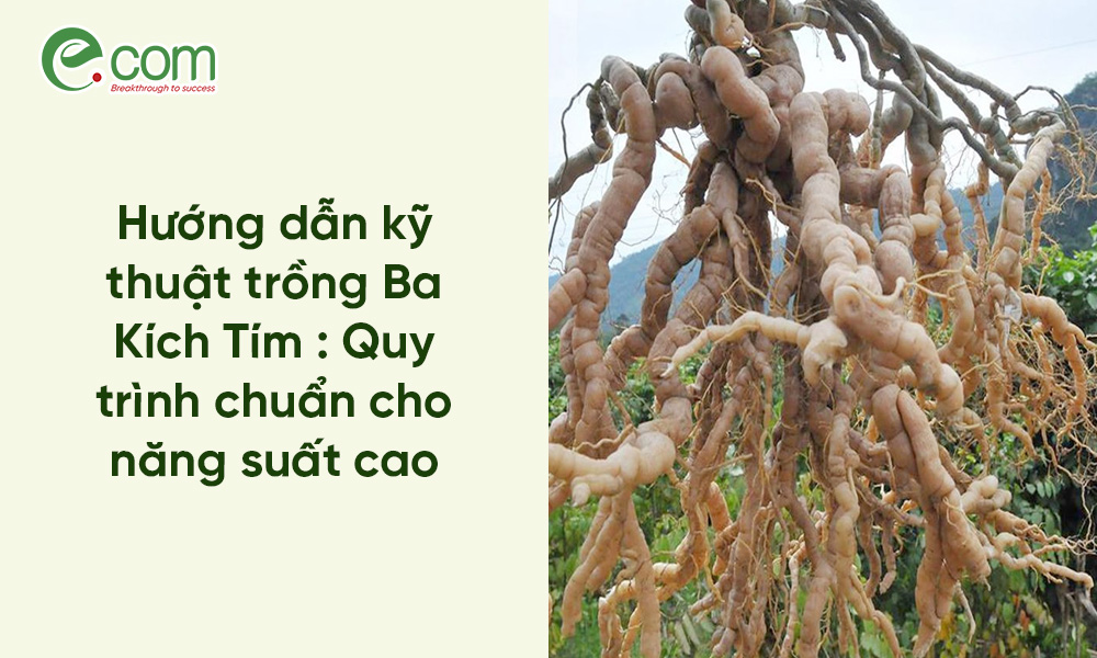 trồng Ba Kích Tím